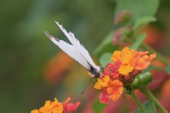 Leptophobia aripa