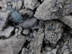 Scopodes