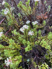Pimelea buxifolia