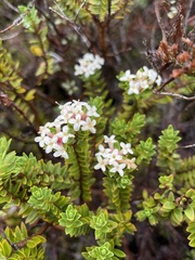 Pimelea buxifolia
