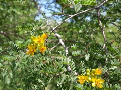 Libidibia paraguariensis