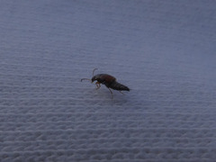 Sepedophilus marshami