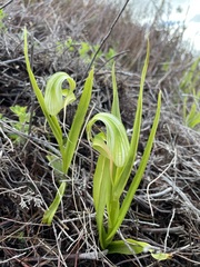 Pterostylis patens
