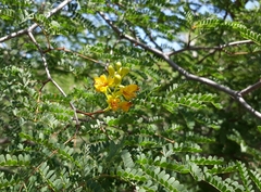 Libidibia paraguariensis