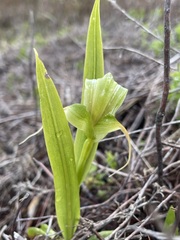 Pterostylis patens