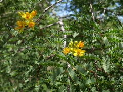 Libidibia paraguariensis