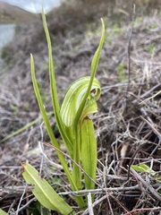 Pterostylis patens