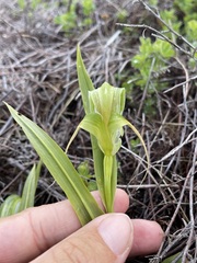 Pterostylis patens