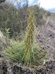 Aciphylla squarrosa