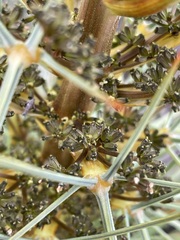 Aciphylla squarrosa