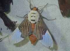 Ischnognatha semiopalina