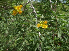 Libidibia paraguariensis