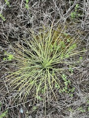 Aciphylla squarrosa