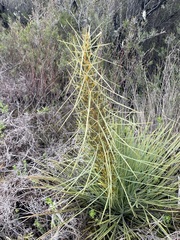 Aciphylla squarrosa