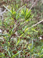 Hypericum chapmanii