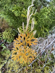 Austrolycopodium fastigiatum