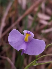 Utricularia panamensis