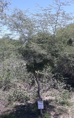 Libidibia paraguariensis