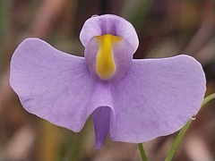Utricularia panamensis