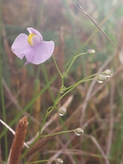 Utricularia panamensis