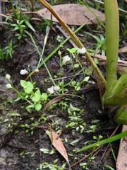 Utricularia uliginosa