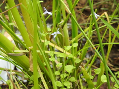 Lobelia quadrangularis