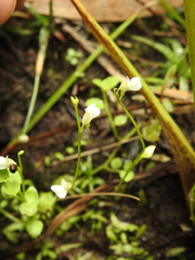 Utricularia uliginosa
