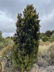 Halocarpus