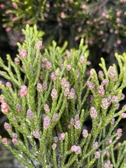Halocarpus