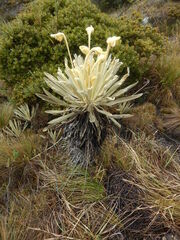 Espeletia