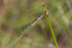 Austrolestes minjerriba