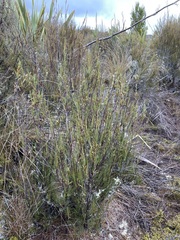 Dracophyllum