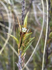 Dracophyllum