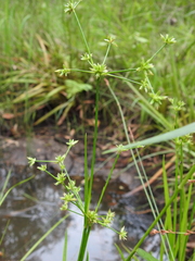 Juncus prismatocarpus