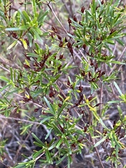 Hypericum chapmanii