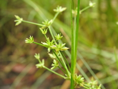 Juncus prismatocarpus