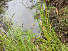 Juncus prismatocarpus