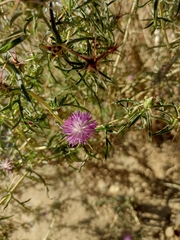Centaurea calcitrapa