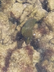 Gymnothorax funebris