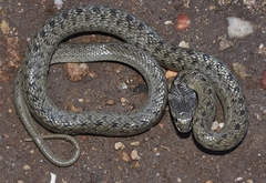 Macroprotodon brevis