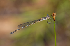 Austrolestes minjerriba