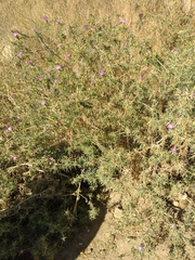 Centaurea calcitrapa