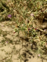 Centaurea calcitrapa