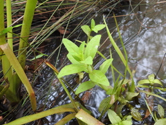 Limnophila aromatica