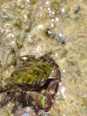 Pachygrapsus transversus