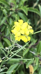 Erysimum odoratum