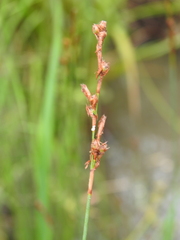 Machaerina juncea