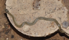 Macroprotodon brevis