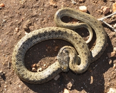 Macroprotodon brevis