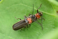 Silinae